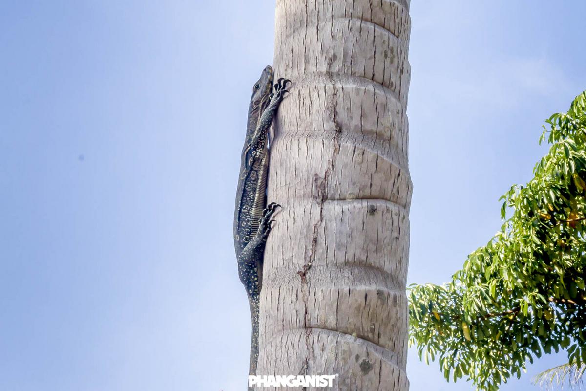 Majestic Monitor Lizards on Koh Phangan Koh Phangan Online Magazine